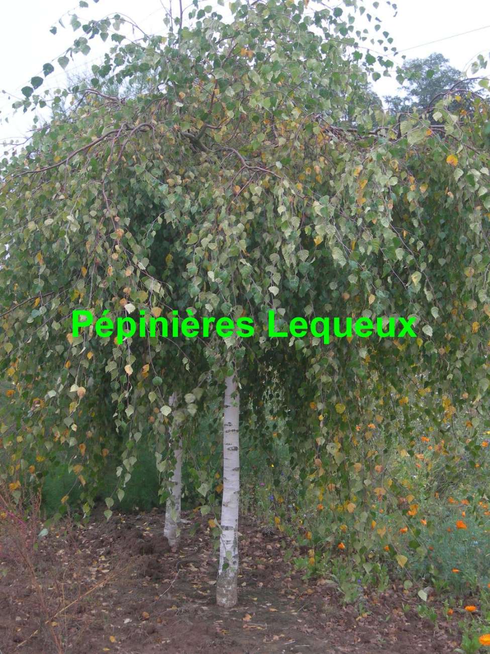 BOULEAU PLEUREUR